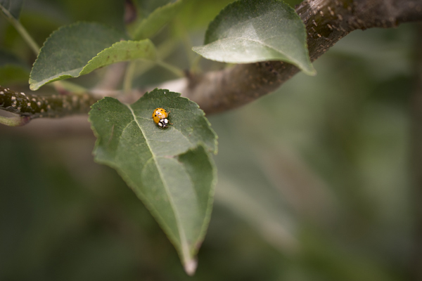 ApplePickn_2015-3